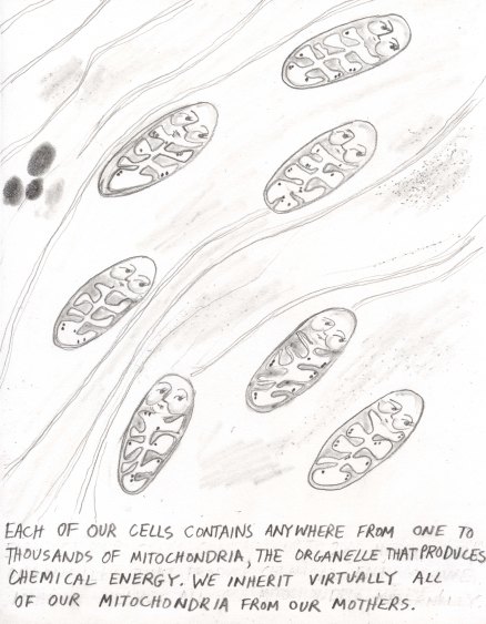 mitochondria